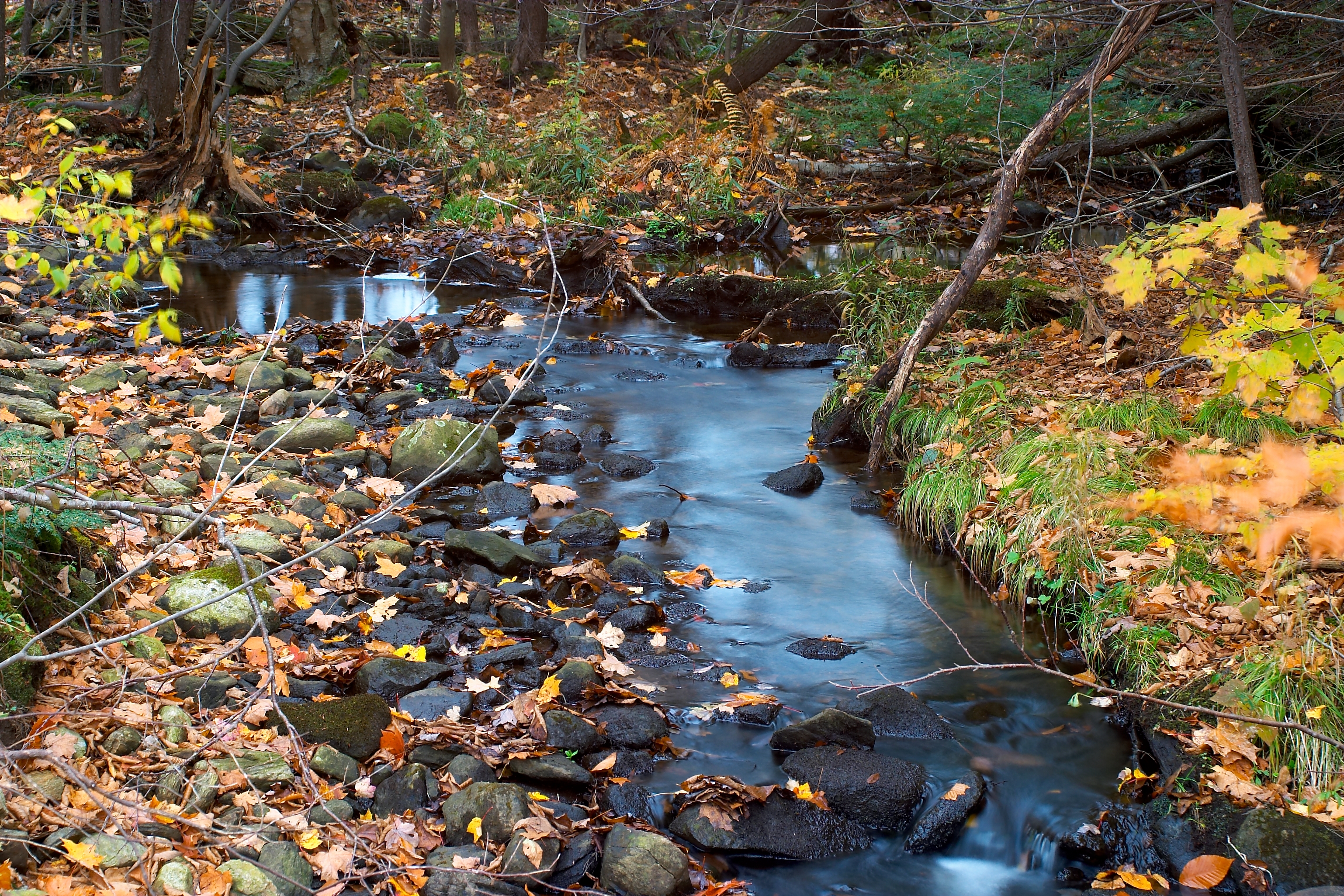 Fall 2004 40CF