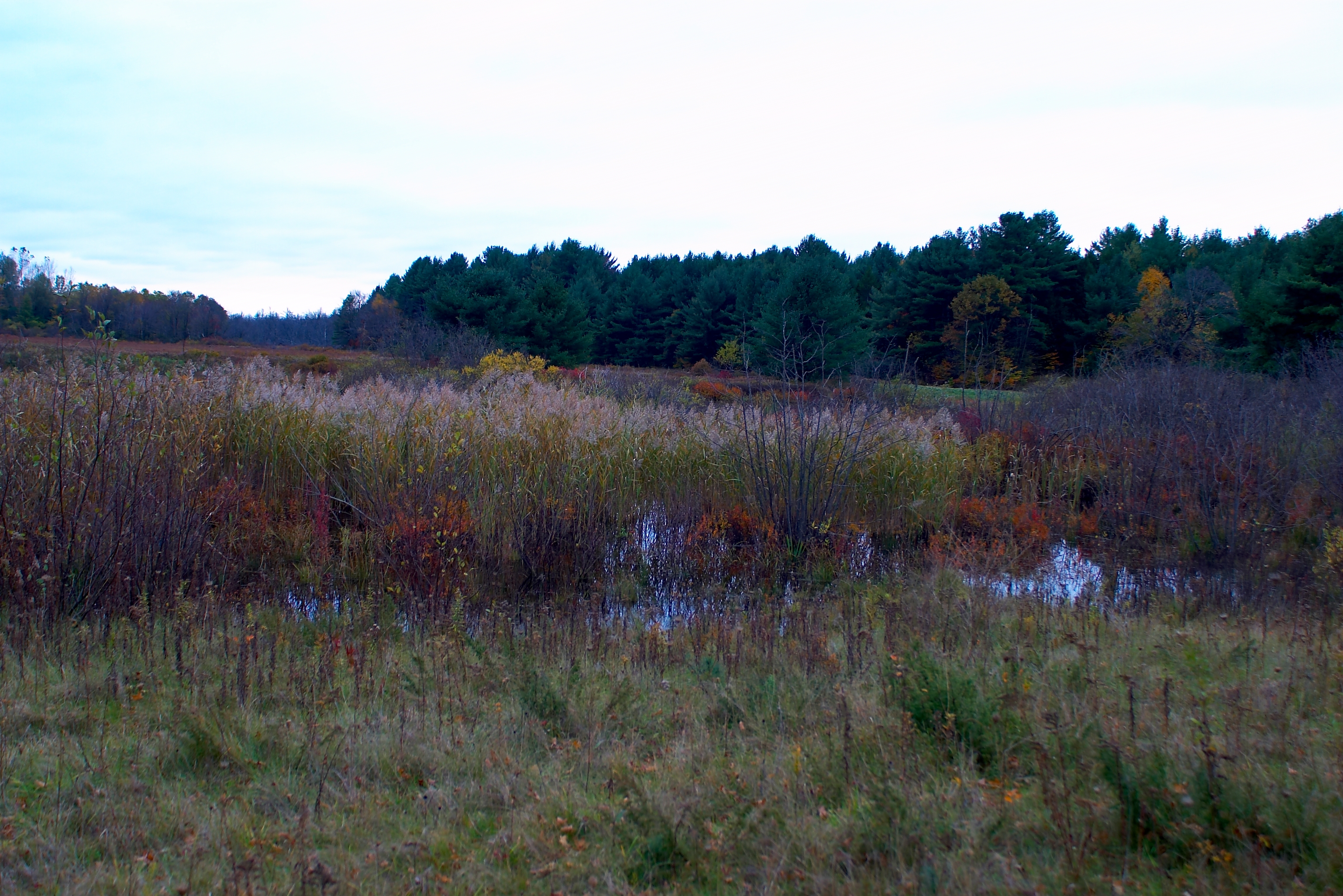 Fall 2004 66CF