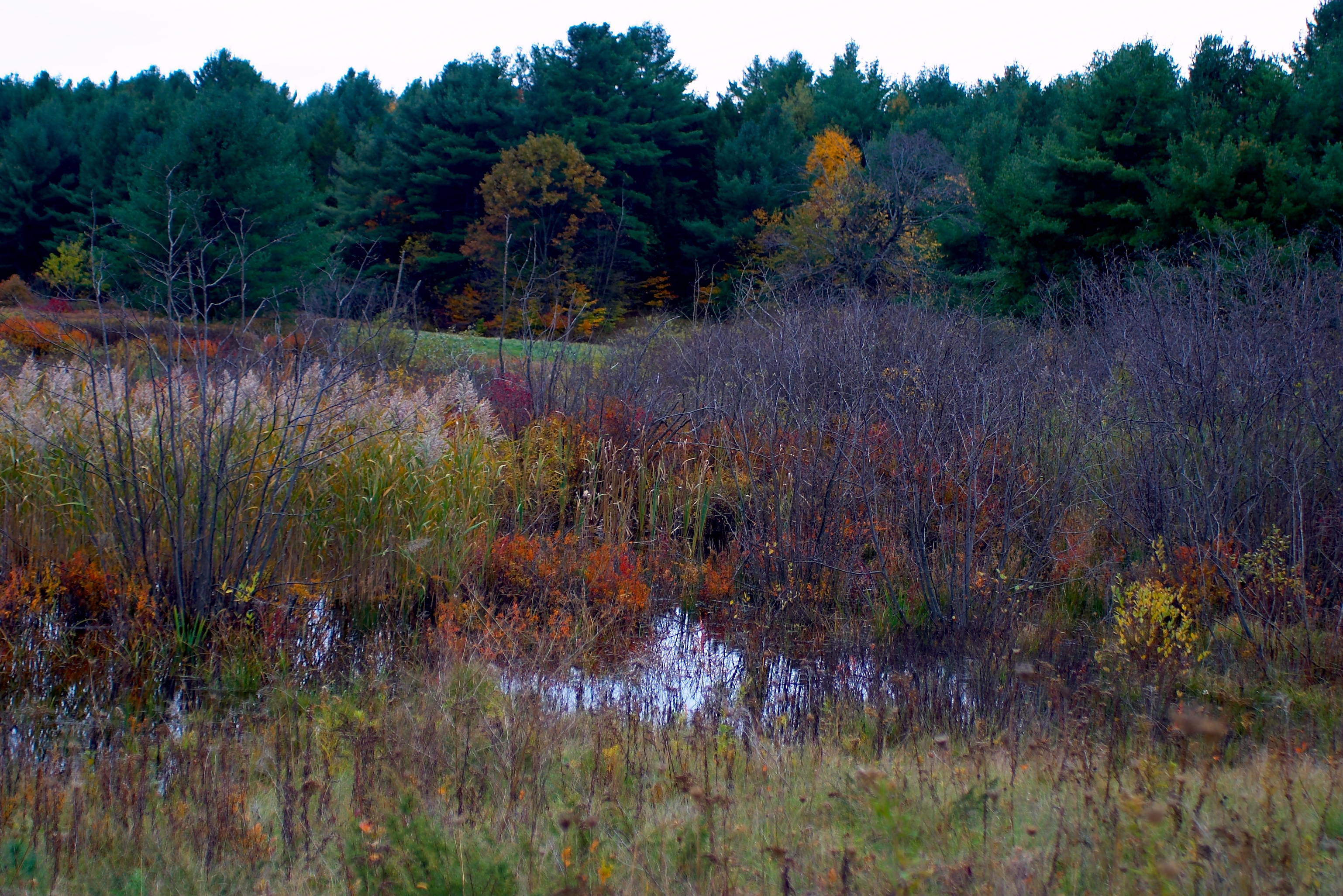 Fall 2004 68CF