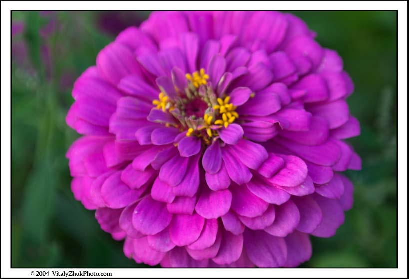 FlowersSouthwick2004 006CWX