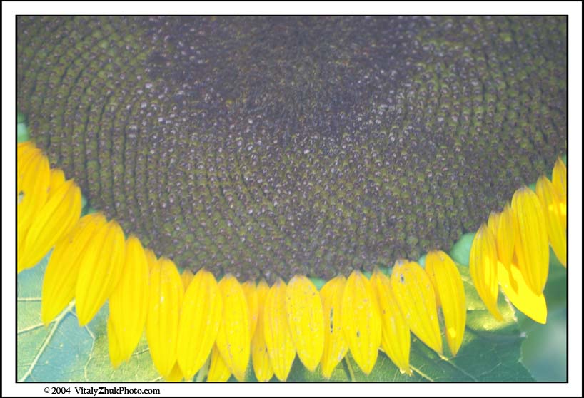 FlowersSouthwick2004 015CWX