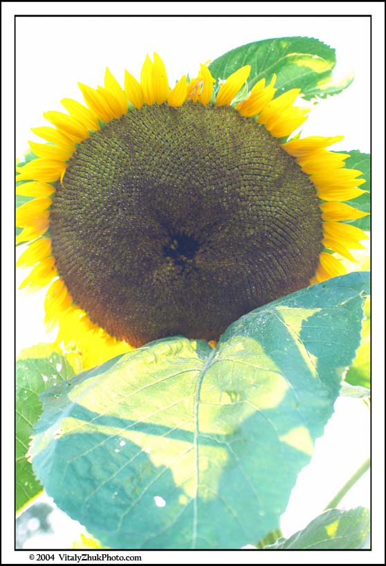 FlowersSouthwick2004 017CWX