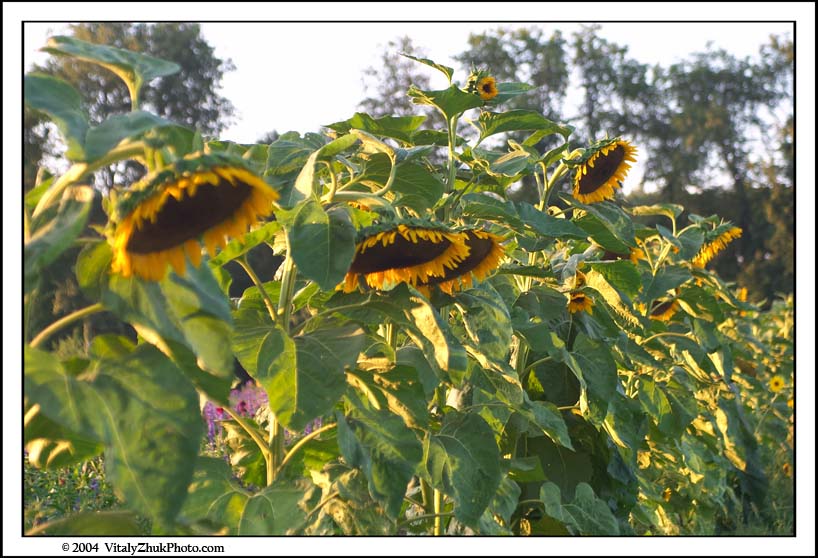 FlowersSouthwick2004 019CWX