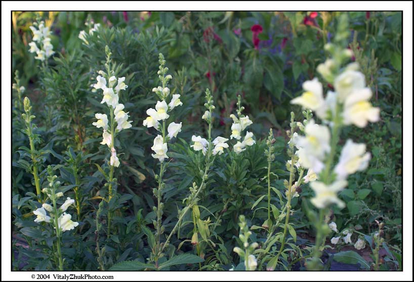 FlowersSouthwick2004 021CWX