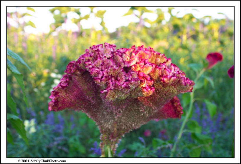 FlowersSouthwick2004 028CWX