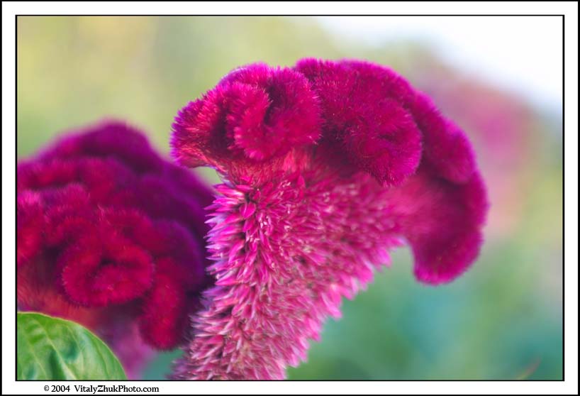 FlowersSouthwick2004 029CWX