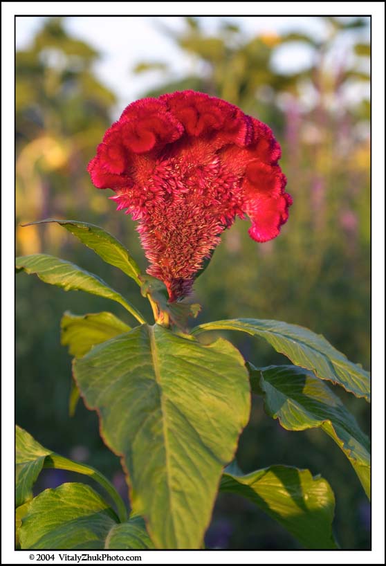 FlowersSouthwick2004 035CWX