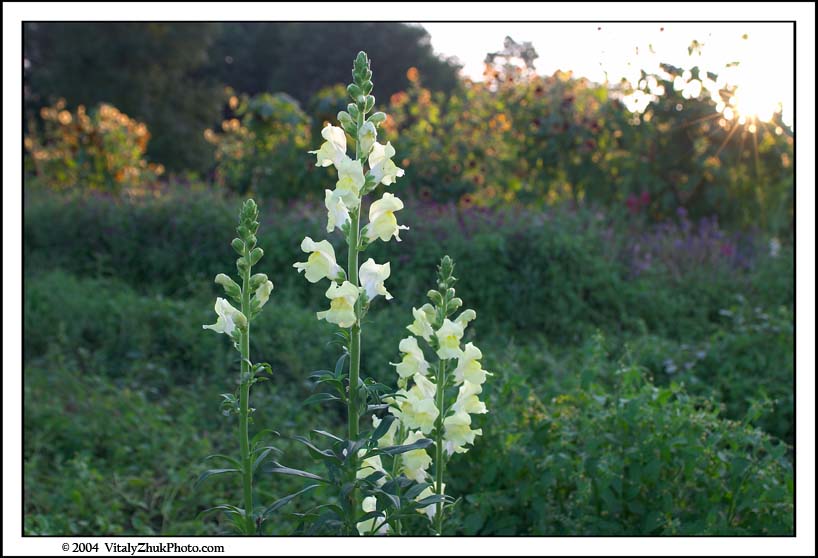 FlowersSouthwick2004 036CWX