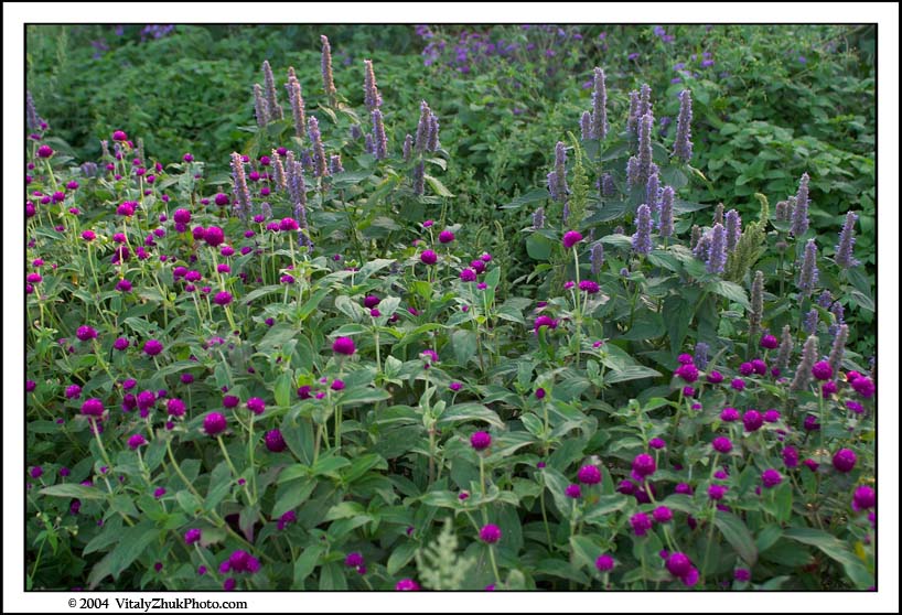 FlowersSouthwick2004 038CWX