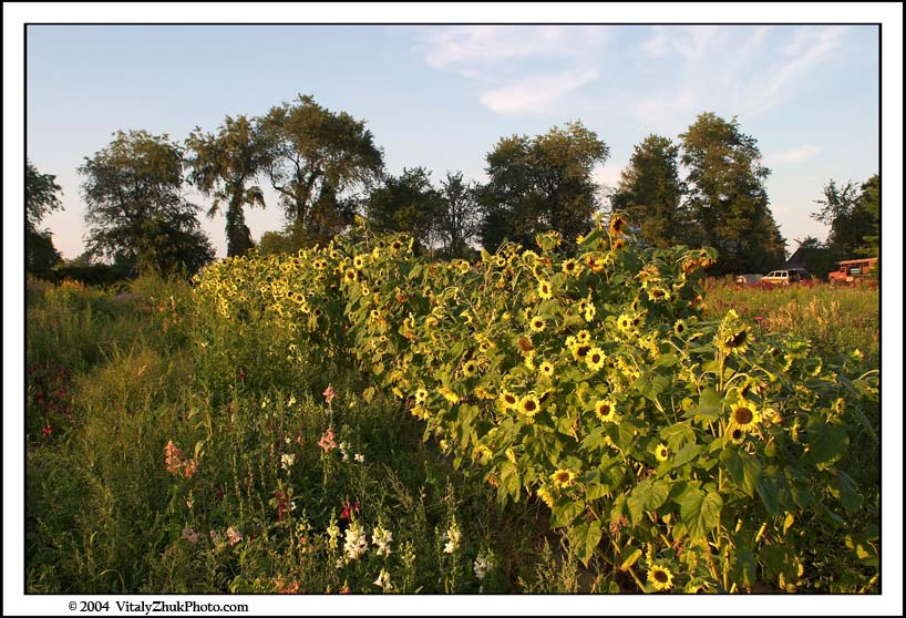 FlowersSouthwick2004 049CWX