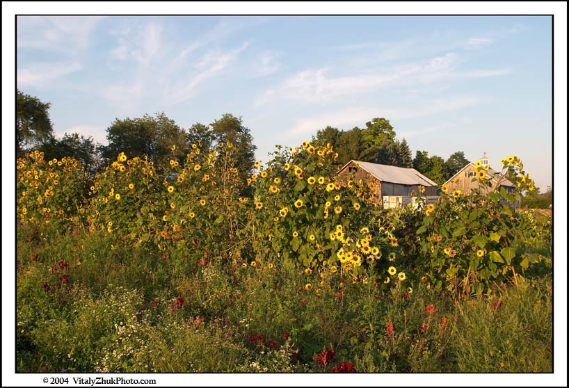 FlowersSouthwick2004 050CWX