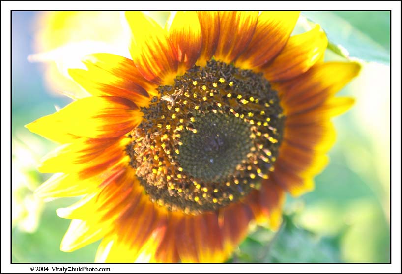 FlowersSouthwick2004 052CWX