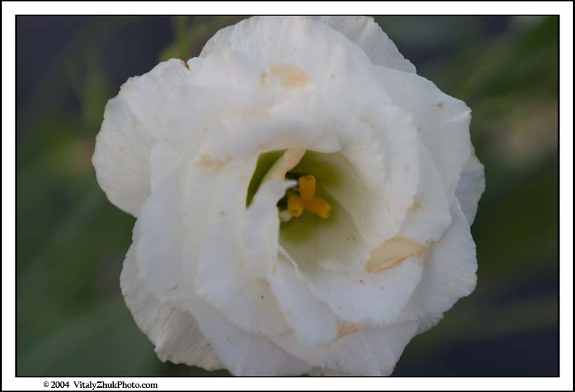 FlowersSouthwick2004 066CWX