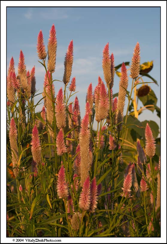 FlowersSouthwick2004 070CWX