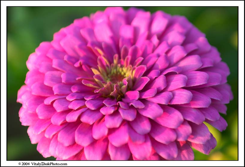 FlowersSouthwick2004 079CWX
