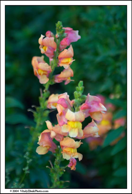 FlowersSouthwick2004 086CWX