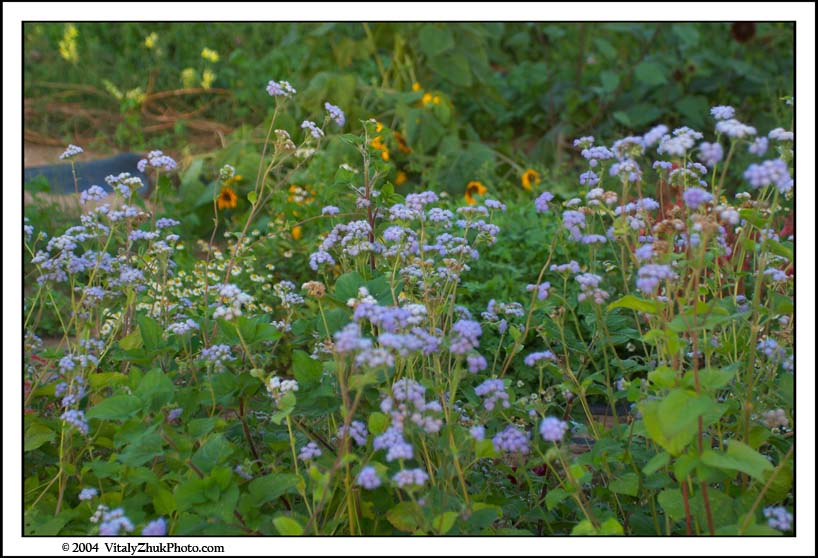FlowersSouthwick2004 091CWX
