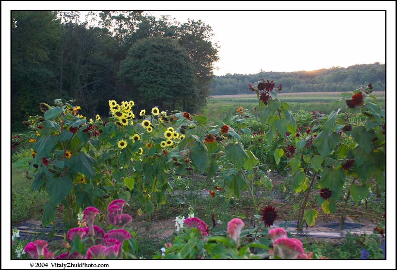 FlowersSouthwick2004 093CWX