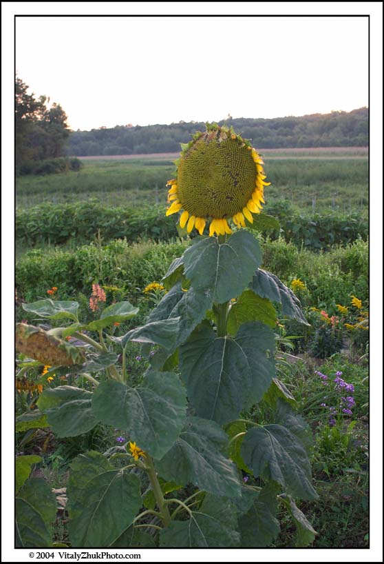 FlowersSouthwick2004 095CWX