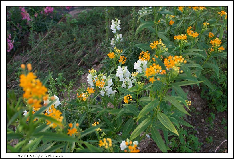 FlowersSouthwick2004 096CWX