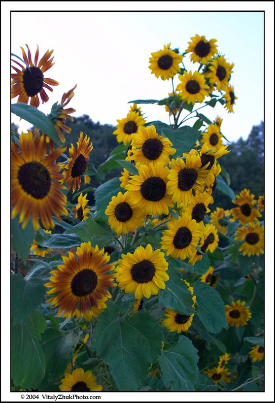 FlowersSouthwick2004 100CWX