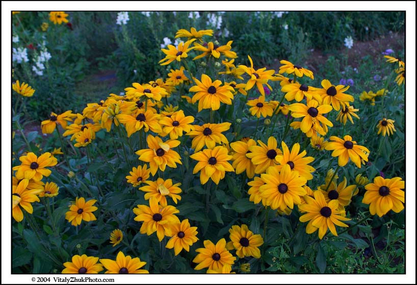 FlowersSouthwick2004 102CWX