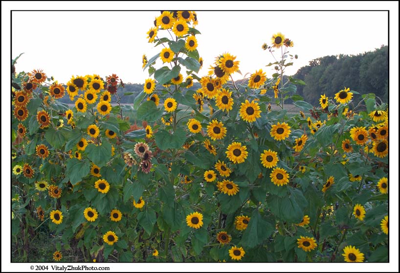 FlowersSouthwick2004 106CWX