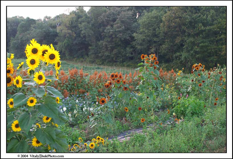 FlowersSouthwick2004 107CWX