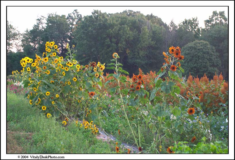 FlowersSouthwick2004 116CWX