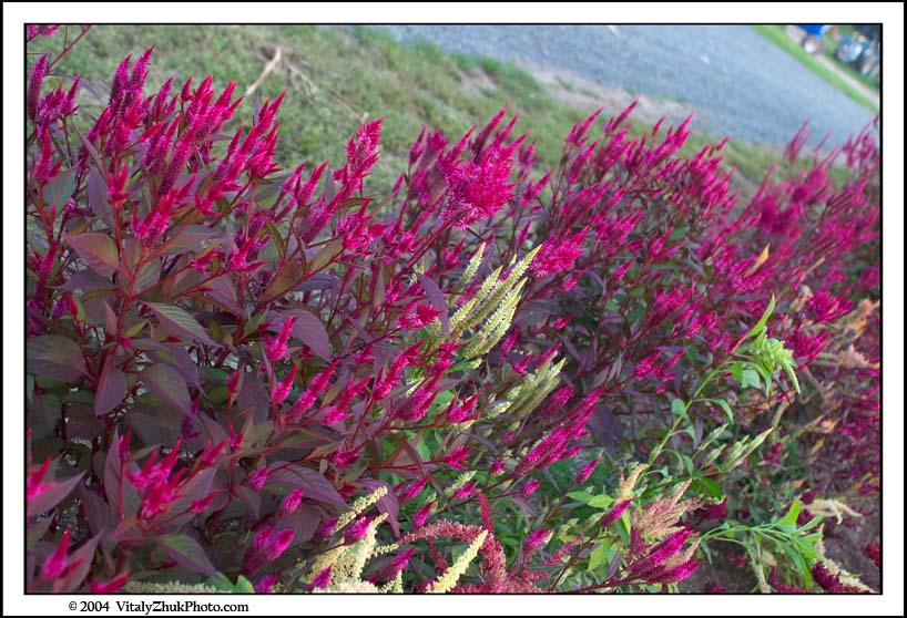 FlowersSouthwick2004 142CWX
